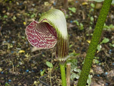 1arisaema-griffithii-uwe.jpg