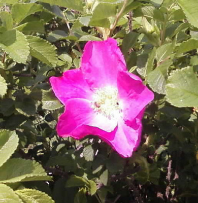 Foto-0016b.jpg