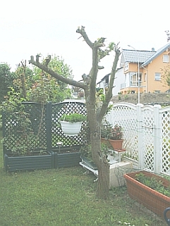 pflaume2.jpg