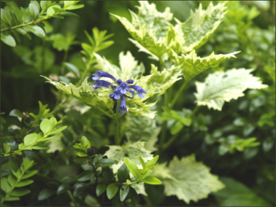Ajuga_incisa_Frosted_Jade.jpg