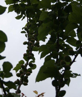 Garten_20109.jpg