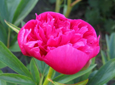 Paeonia_officinalis_Rosea_Plena_2010_a_1024x768.jpg