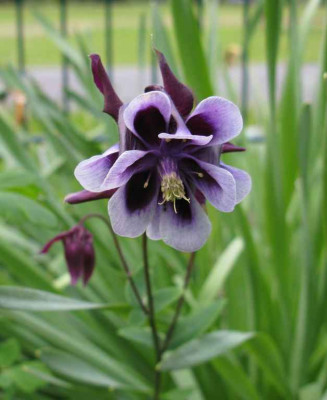 Aquilegia_7_1024x768.jpg