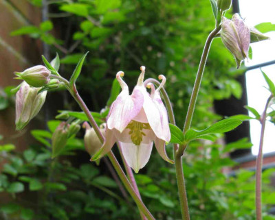 Aquilegia_2_1024x768.jpg
