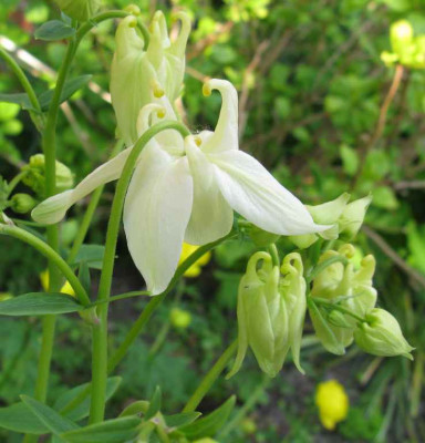 Aquilegia_wei_b_1024x768.jpg