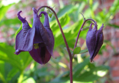 Aquilegia_schwarzblau_1024x768.jpg