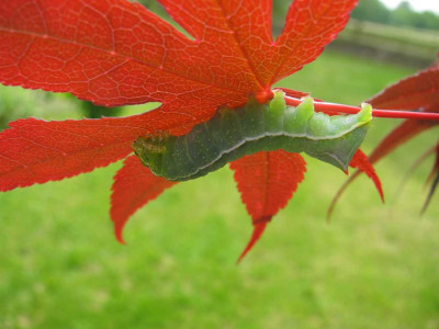 K1024_IMG_1484.JPG
