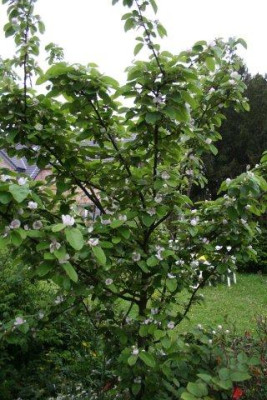 Garten_2010_8.jpg