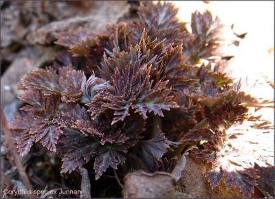 Corydalis_spec.ex_Junnan.JPG