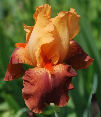 B3274a_Large.JPG