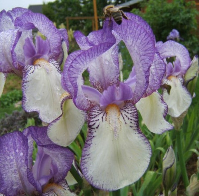 Iris_wei-blau.JPG