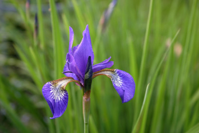 Iris_sib.0410.jpg