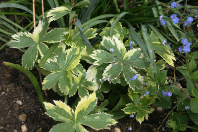 Astrantia0310.jpg