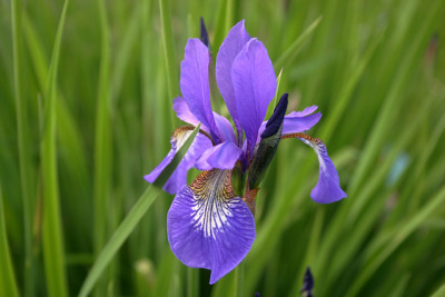 Iris_sib.0510.jpg