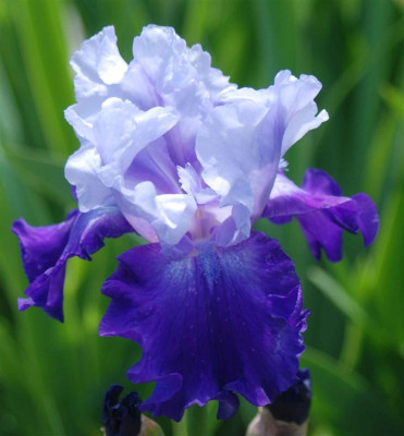 B3287a_Large.JPG