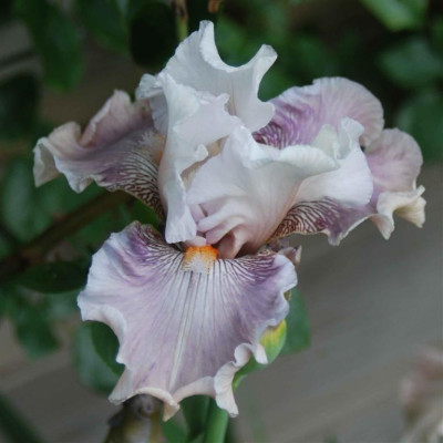 B3303a_Large.JPG