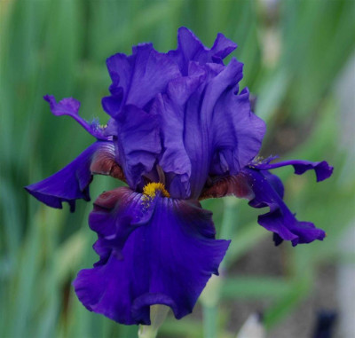 B3317a_Large.JPG