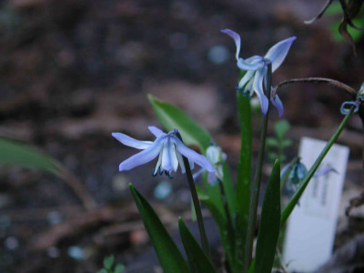 Scilla_rosenii_x_siberica_Gruppe.jpg