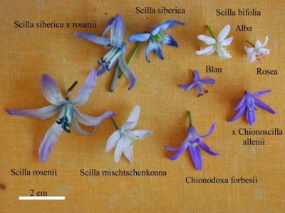 Scilla_Uberblick.jpg