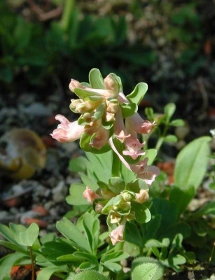 Corydalis_Lachsfaben.jpg