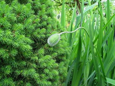 P.orientale-knospe.jpg