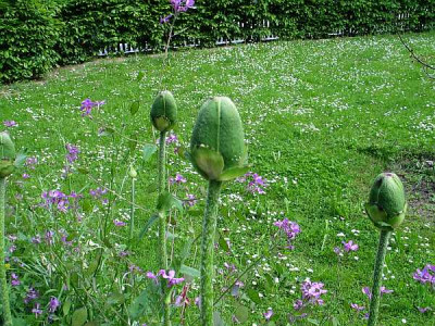 p.brakteatum-knospe.jpg