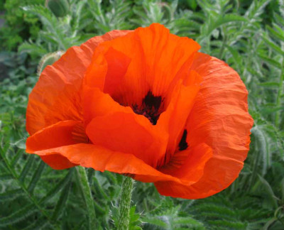 Papaver_1024x768.jpg