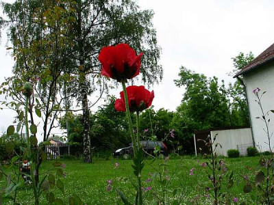 Papaver-bracteatum-ax.jpg