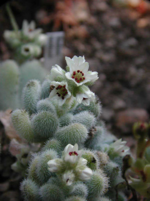 Sedum_hintonii_Blutenstand.jpg