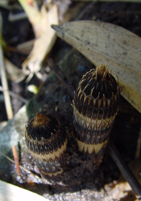 Equisetum_hyemale.jpg