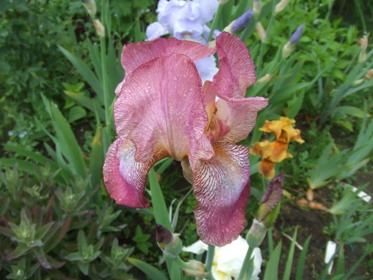 Mai_2010_073.jpg