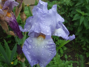 Mai_2010_075.jpg