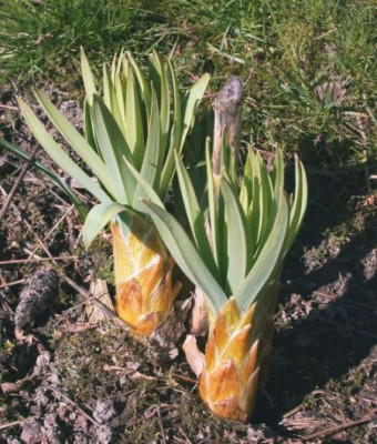 Eremurus_Austrieb003.jpg