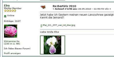 Iris_variegata_amoena.jpg