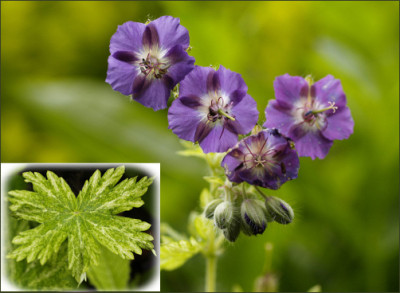 Geranium_phaeum_Margaret_Wilson.jpg