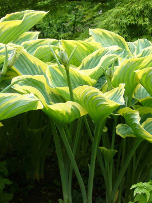 Hosta_Sagae_900x900_80KB.jpg