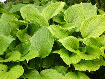Hosta_Green_Acres_900x900_80KB.jpg