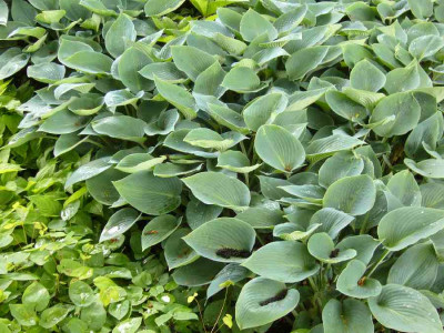 Hosta_Halcyon_900x900_80KB.jpg