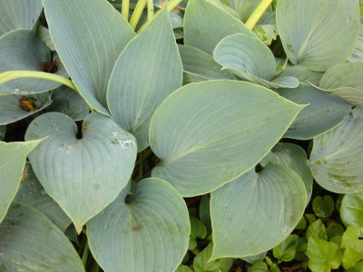Hosta_Hadspen_Blue_900x900_80KB.jpg