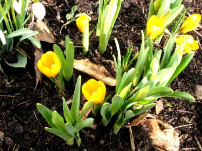 Crocus2.JPG