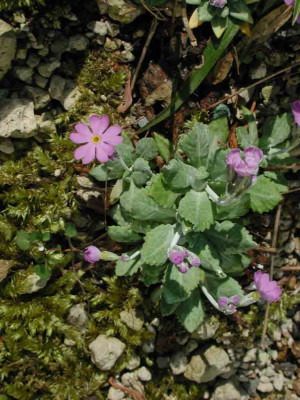 Primula_farinosa.jpg