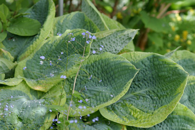 Hosta8610.jpg