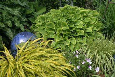 Hosta8210.jpg