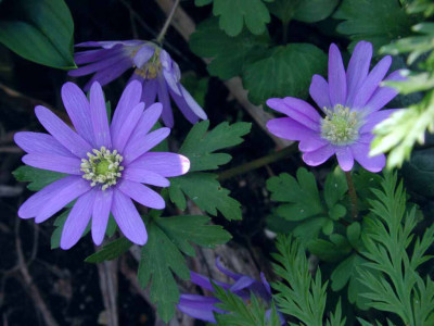 Anemone_blanda_Blue_Shades.jpg