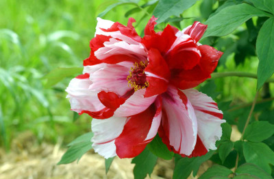 shima-nishiki.jpg