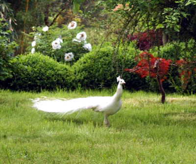 rockii_pfau.jpg
