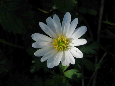 Anemone_blanda_White_Splendour_Einzelblute.jpg