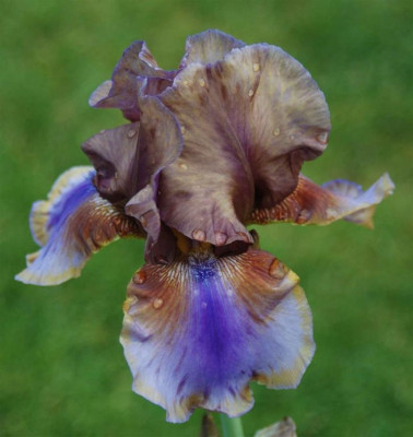 B3329a_Large.JPG