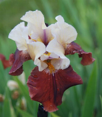 B3334a_Large.JPG