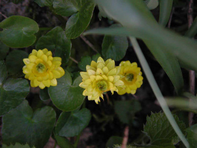Ficaria_verna_Flore_Pleno.jpg